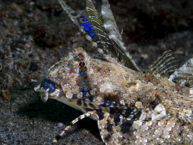 Fingered Dragonet