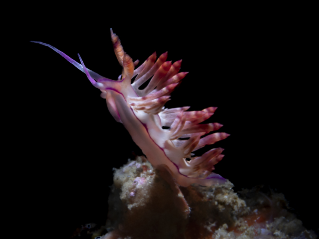 Desirable Flabellina