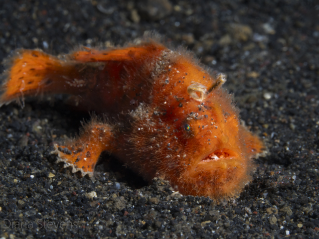 Juvenile Orange Painted  Hairy Frogfish